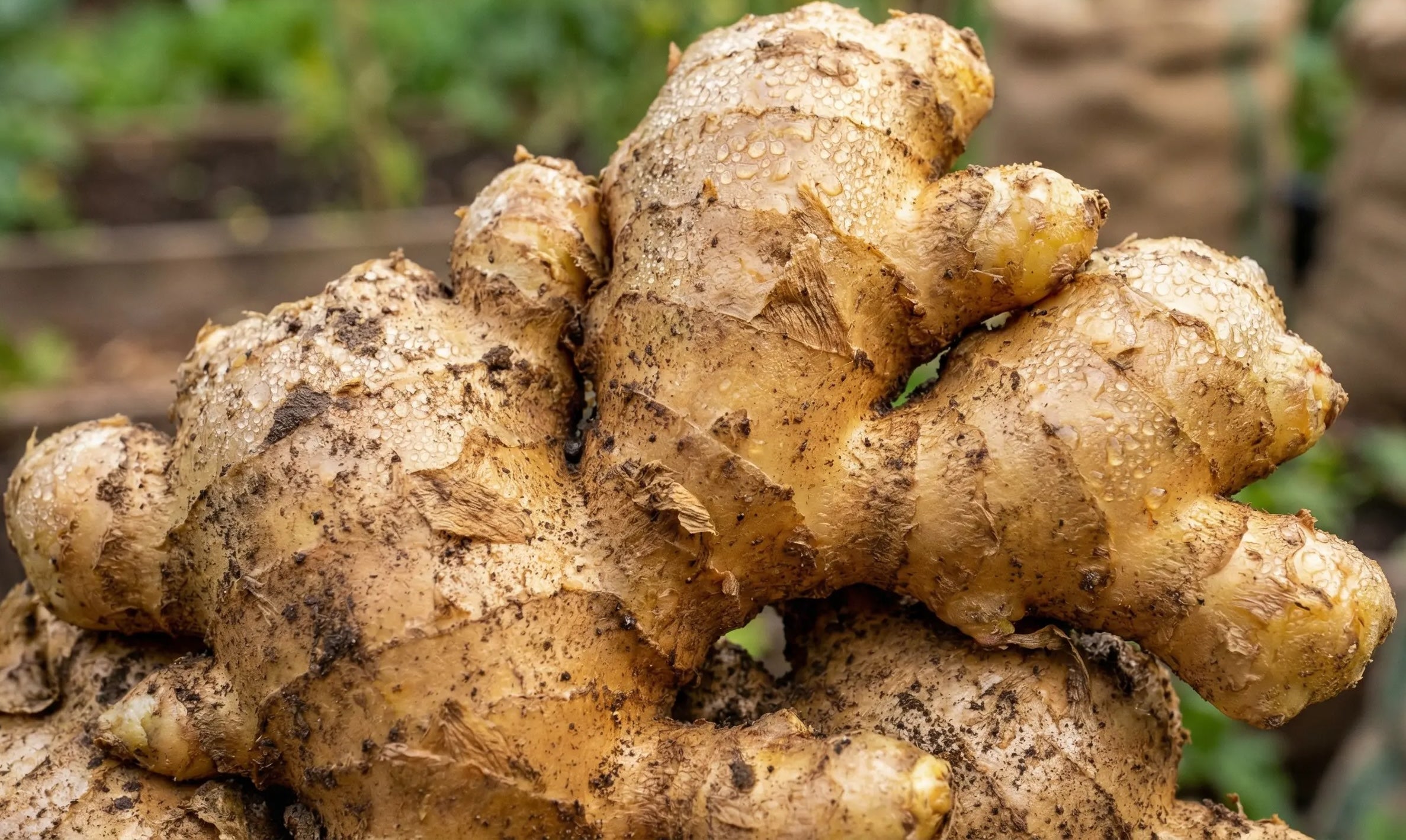 Indian Fresh Organic Ginger! (for Bulk Orders Only min 20 KG @12.5$ per kg)