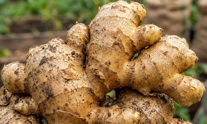 Indian Fresh Organic Ginger! (for Bulk Orders Only min 20 KG @12.5$ per kg)